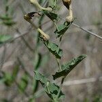 Aristolochia pistolochia flower picture by John Walsh (cc-by-sa)