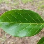 Calycophyllum spruceanum leaf picture by Vinicius Castro Souza (cc-by-sa)