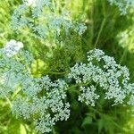 Anthriscus sylvestris flower picture by Jaak Pärtel (cc-by-sa)