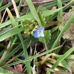 Veronica arvensis habit picture by Filip Arndt (cc-by-sa)