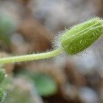 Erodium corsicum fruit picture by Yoan MARTIN (cc-by-sa)