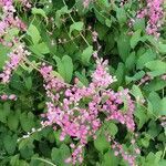 Antigonon leptopus flower picture by Brennand Marconi (cc-by-sa)