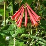 Lonicera sempervirens flower picture by ben vc (cc-by-sa)