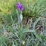 Dactylorhiza majalis habit picture by grutz (cc-by-sa)