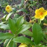 Allamanda cathartica flower picture by Sunny Almeida (cc-by-sa)