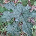 Vitis aestivalis leaf picture by Michael Woodberry (cc-by-sa)