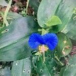 Commelina virginica flower picture by Melissa Melissa Keneely (cc-by-sa)