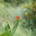 Schwartzia costaricensis flower picture by Nelson Zamora Villalobos (cc-by-nc)