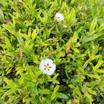 Cistus ladanifer habit picture by Berardici Pat (cc-by-sa)