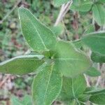 Lonicera caprifolium leaf picture by Chris Lawson (cc-by-sa)