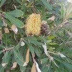 Banksia integrifolia flower picture by Thomas Harrison (cc-by-sa)