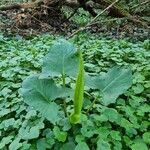 Arum cylindraceum flower picture by Maja Bratic Zlatanovic (cc-by-sa)