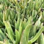 Carpobrotus edulis leaf picture by Malyshev Egor (cc-by-sa)