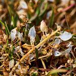 Alyssum loiseleurii leaf picture by Aurélia et JChris Courte-Barbary (cc-by-sa)