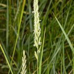 Elymus repens flower picture by Martin Bishop (cc-by-sa)