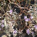 Limonium bellidifolium flower picture by Angel Blasco (cc-by-sa)