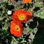 Papaver croceum leaf picture by vividou (cc-by-sa)