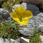 Papaver alpinum habit picture by Marie AURIEMMA (cc-by-sa)