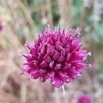 Allium rotundum flower picture by paz paz (cc-by-sa)