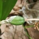 Narcissus dubius fruit picture by Béatrice Escande (cc-by-sa)