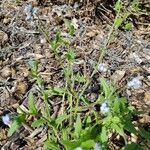 Myosotis stricta habit picture by Jean-François GIRAUDEAU (cc-by-sa)