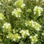 Thymus mastichina habit picture by Pedro Gaspar (cc-by-sa)