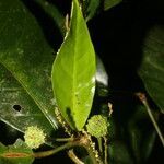 Croton schiedeanus fruit picture by Nelson Zamora Villalobos (cc-by-nc)