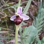 Ophrys fuciflora leaf picture by Wim Stoop (cc-by-sa)