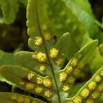 Polypodium vulgare flower picture by Santiago (cc-by-sa)