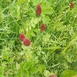 Trifolium incarnatum habit picture by gerard mensink (cc-by-sa)