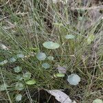 Hydrocotyle vulgaris habit picture by Uxeli (cc-by-sa)