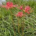 Lycoris radiata (l'hér.) habit picture by Chris Griggs (cc-by-sa)