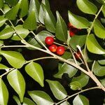 Picramnia antidesma fruit picture by Nelson Zamora Villalobos (cc-by-nc)