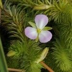 Mayaca fluviatilis flower picture by Julian Maya (cc-by-sa)