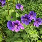 Geranium ibericum flower picture by Marie-Angel Chevrier (cc-by-sa)