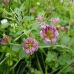 Trifolium grandiflorum flower picture by Mehmet Basbag (cc-by-sa)