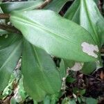 Costus spiralis leaf picture by Vincent BRIONES (cc-by-sa)