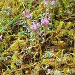 Thymus praecox habit picture by Erik Ketting (cc-by-sa)