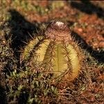 Melocactus curvispinus habit picture by Daniel Barthelemy (cc-by-nc)