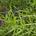 Centaurea triumfettii leaf picture by Martin Bishop (cc-by-sa)