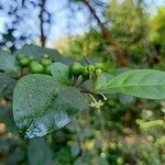 Solanum diphyllum leaf picture by ifp660 (cc-by-sa)