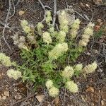 Sideritis hirsuta habit picture by Alain Bigou (cc-by-sa)