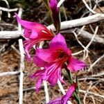 Gladiolus dubius flower picture by Marinapan Marinapan (cc-by-sa)