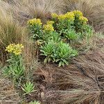 Senecio isabelis habit picture by Fabien Anthelme (cc-by-sa)