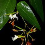 Stromanthe tonckat flower picture by Nelson Zamora Villalobos (cc-by-nc)