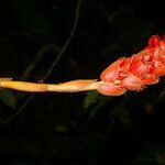 Renealmia pluriplicata flower picture by Nelson Zamora Villalobos (cc-by-nc)