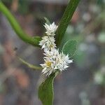 Alternanthera ficoidea flower picture by Prasanta Hembram (cc-by-sa)