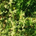 Chenopodium album flower picture by Petra Beversdorff (cc-by-sa)