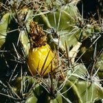 Ferocactus robustus fruit picture by Florian Bemmerlein-Lux (cc-by-sa)