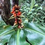 Hedychium gardnerianum flower picture by Dirk V (cc-by-sa)